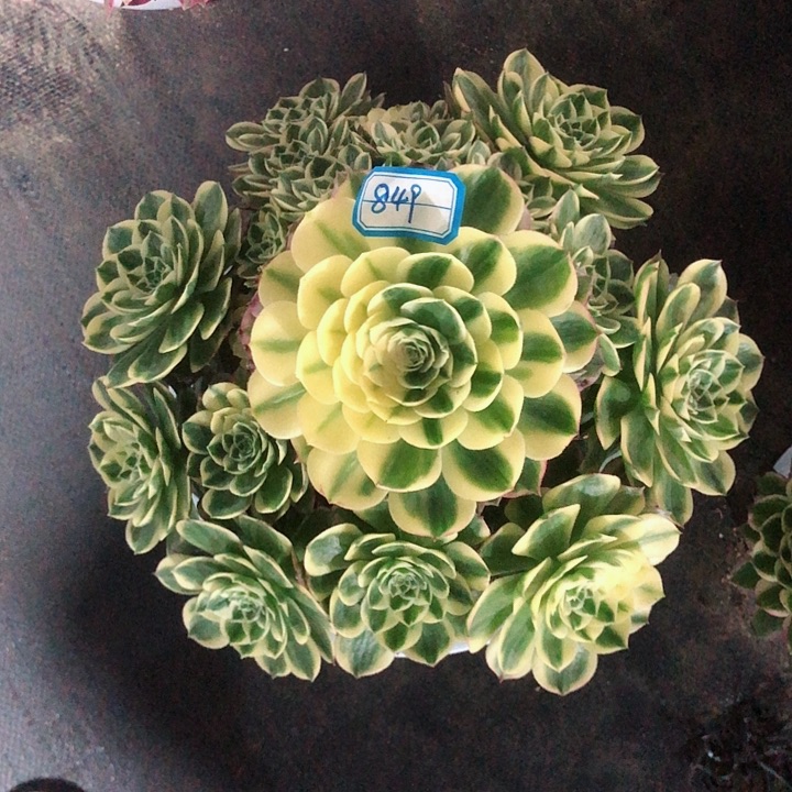 849海王多肉法师