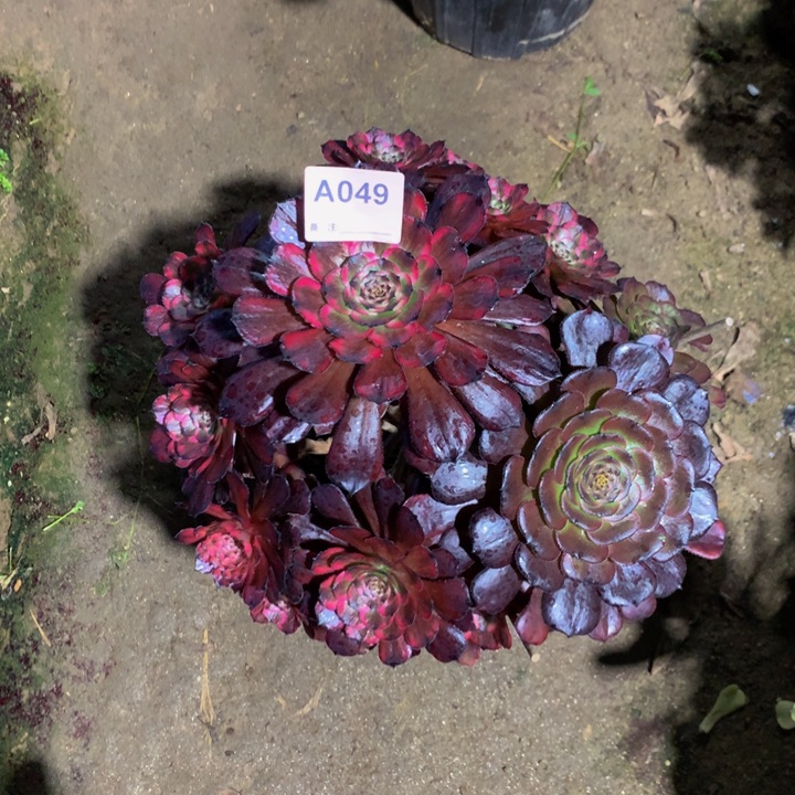 无花朵女儿红049……0000