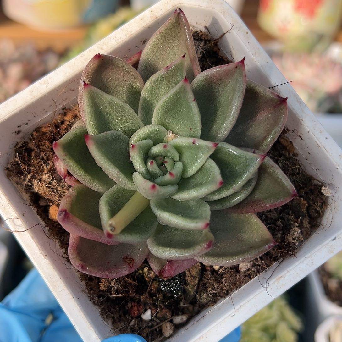 东云，个别叶片一条拉丝