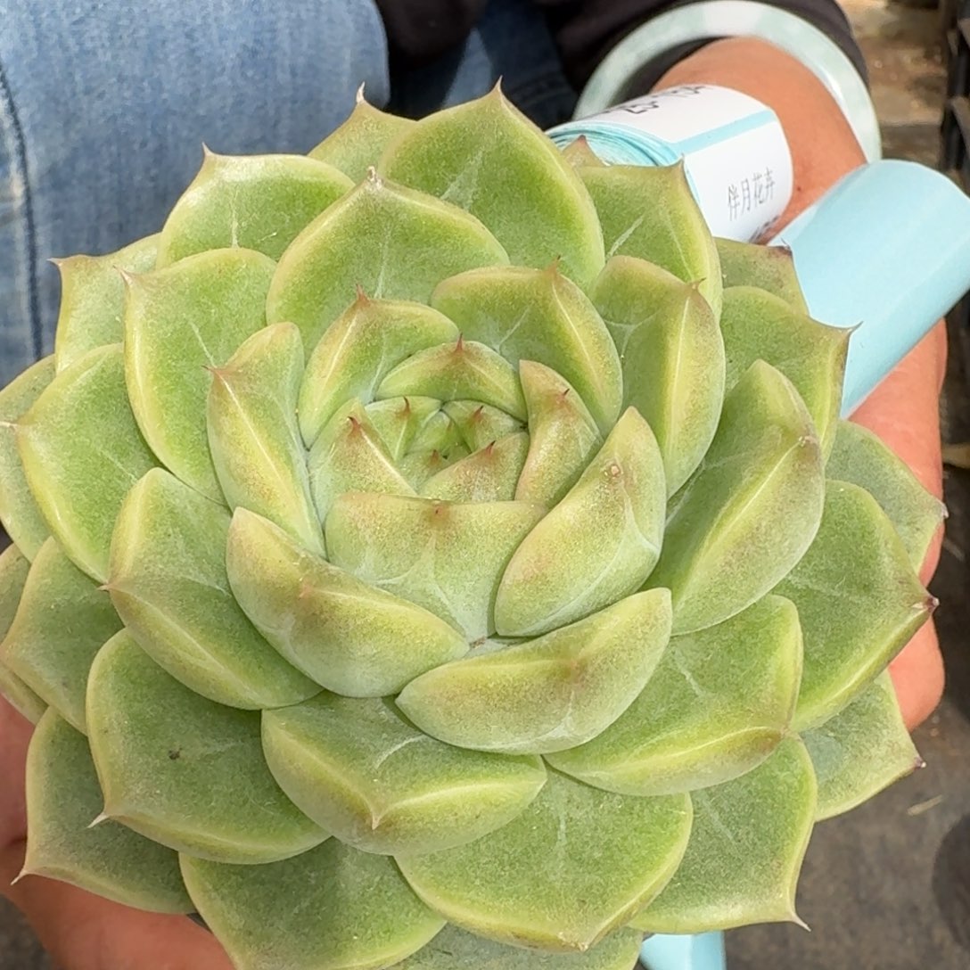 多肉杂交一物一拍25-151