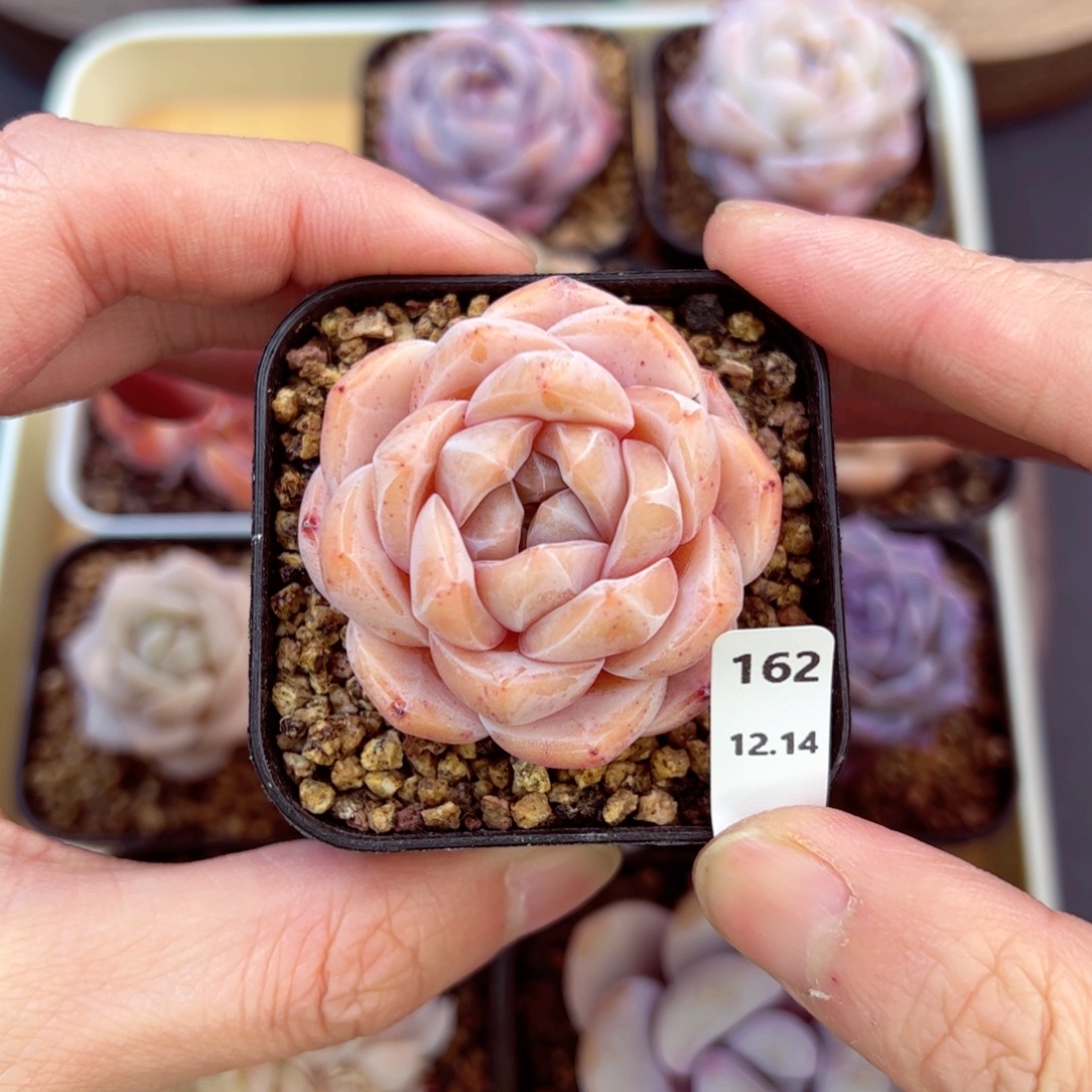 好好看162、哈哈哈哈