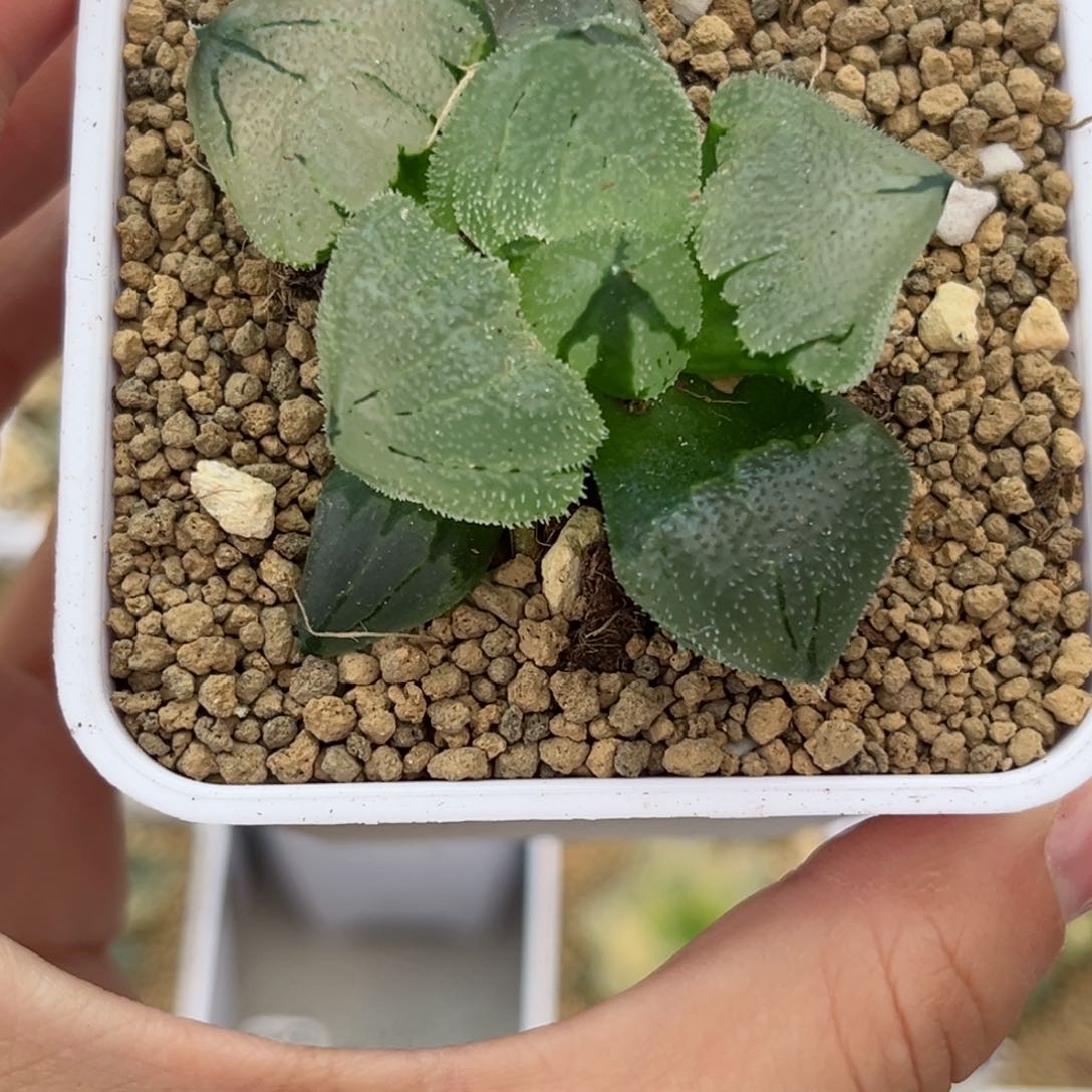 138冰鸾玉哈哈哈哈哈哈哈