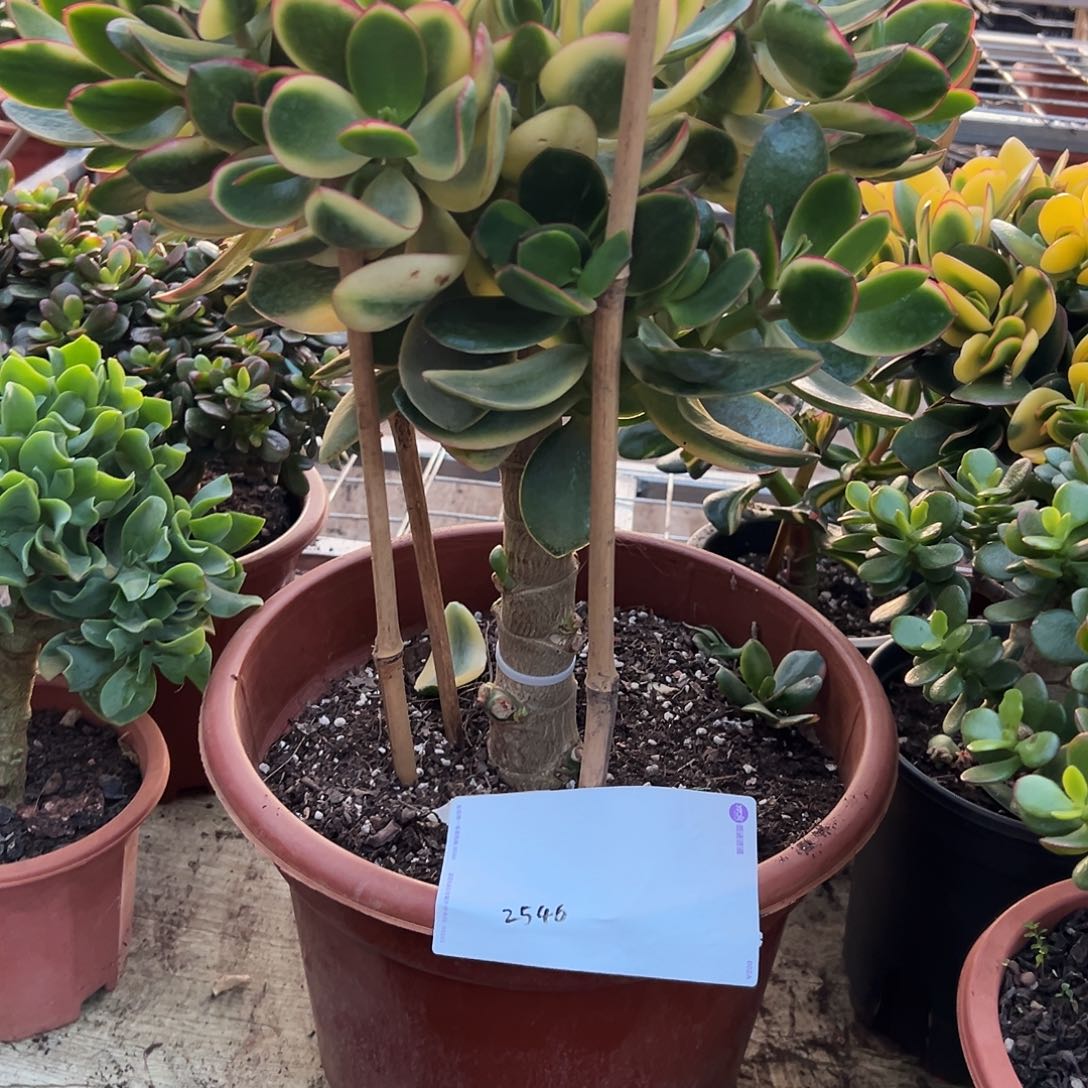*****稀有新花月锦带土球发货2546