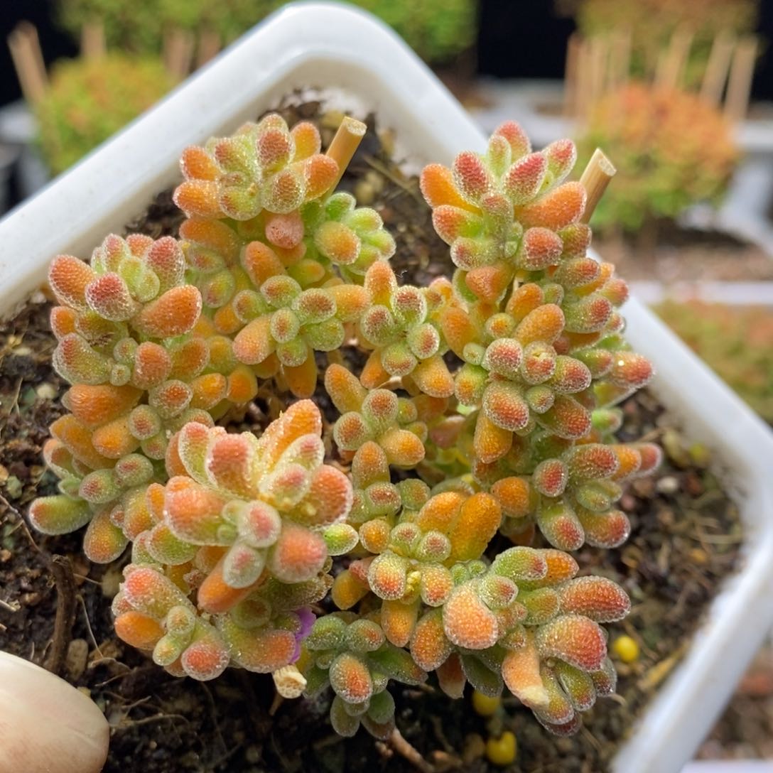 冰橙枝干番杏D537