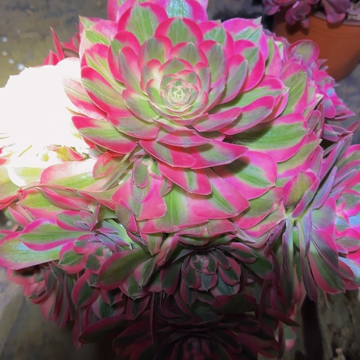 精品粉女郎捧花下播福利