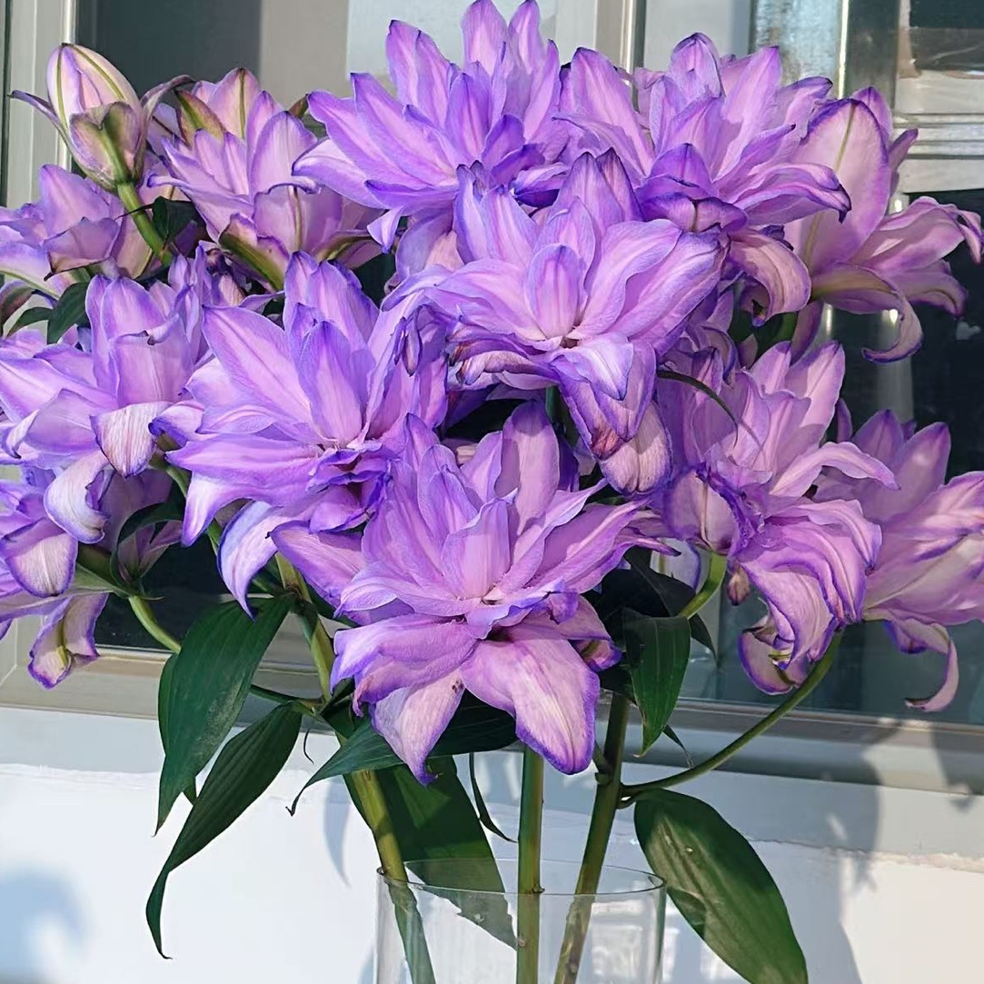 紫色重瓣百合（2头5枝）掉一个头不售后鲜花