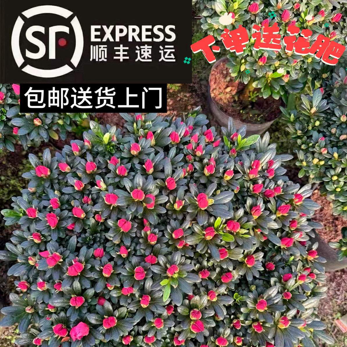 红宝石杜鹃花四季开花带满树花苞盆栽室内外好养易活花卉基地直发