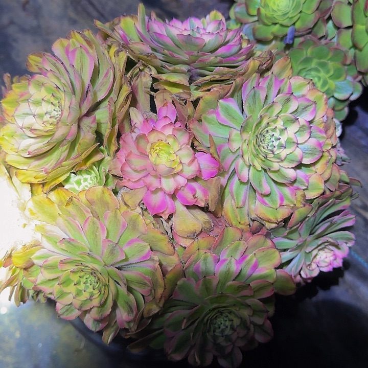 ?****?精品粉霞捧花特价福利85