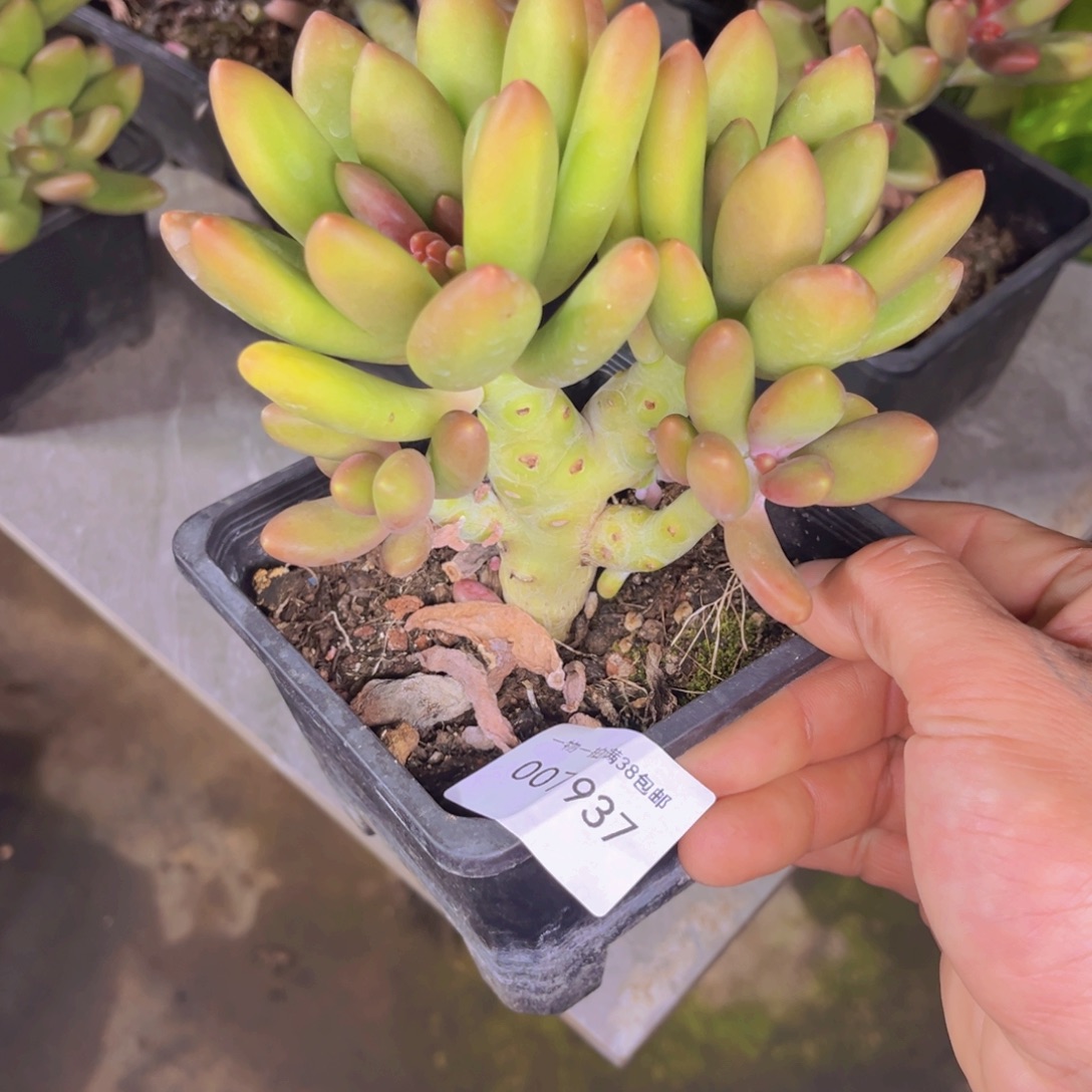 多肉一物一拍7937