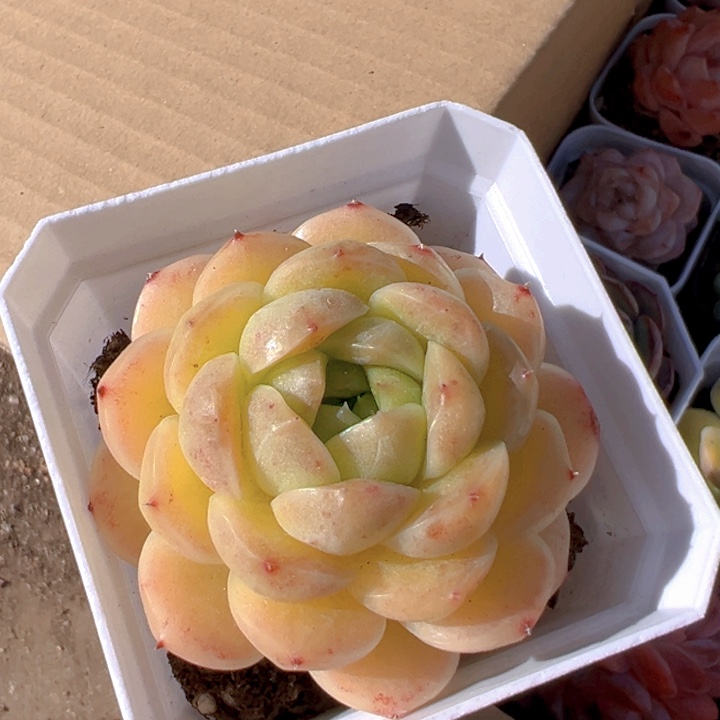 黄灯【一物一拍】两单包邮