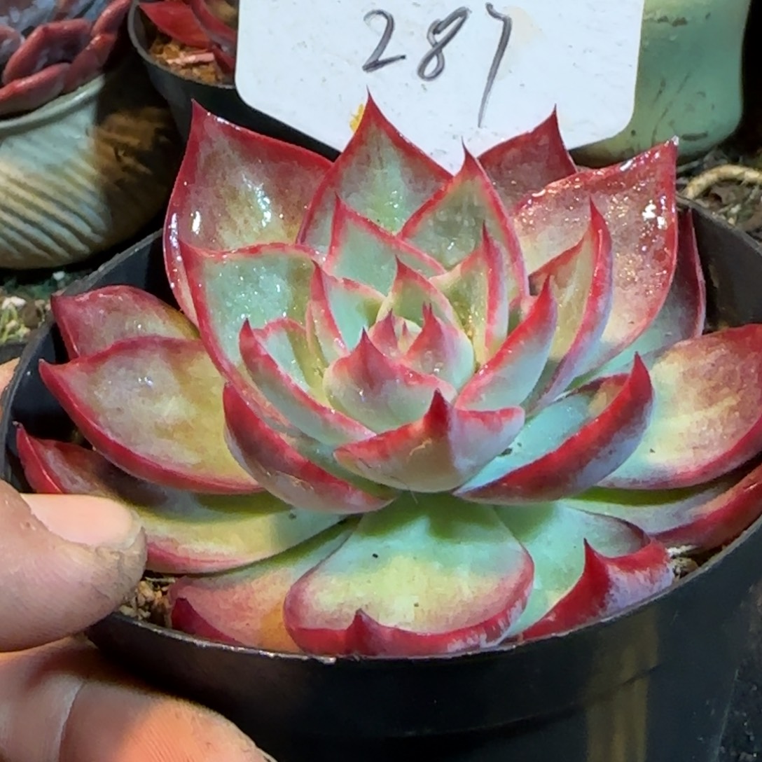 287 惊鸿一物一拍包装收缩花旱