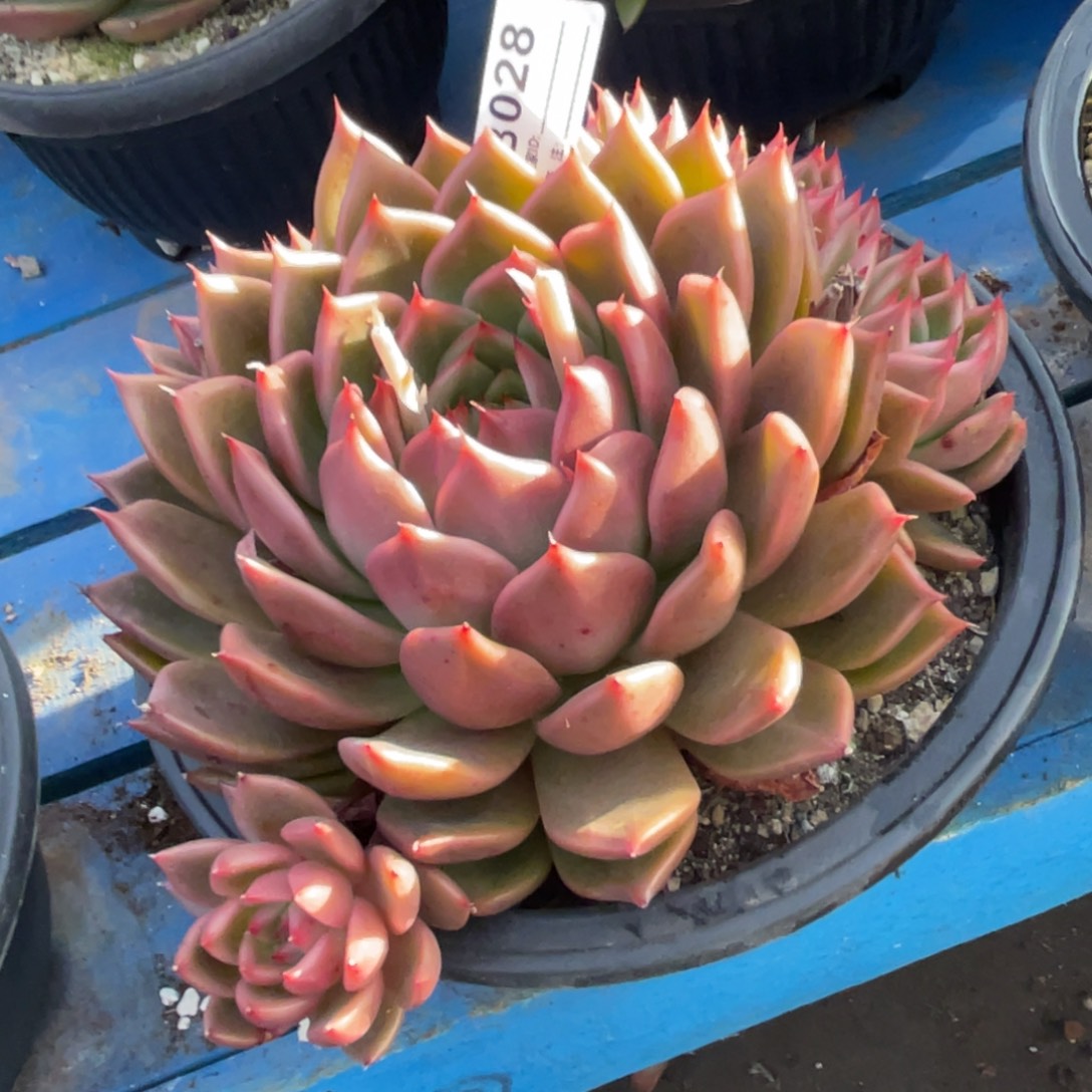 无花朵若如东云单拍D028