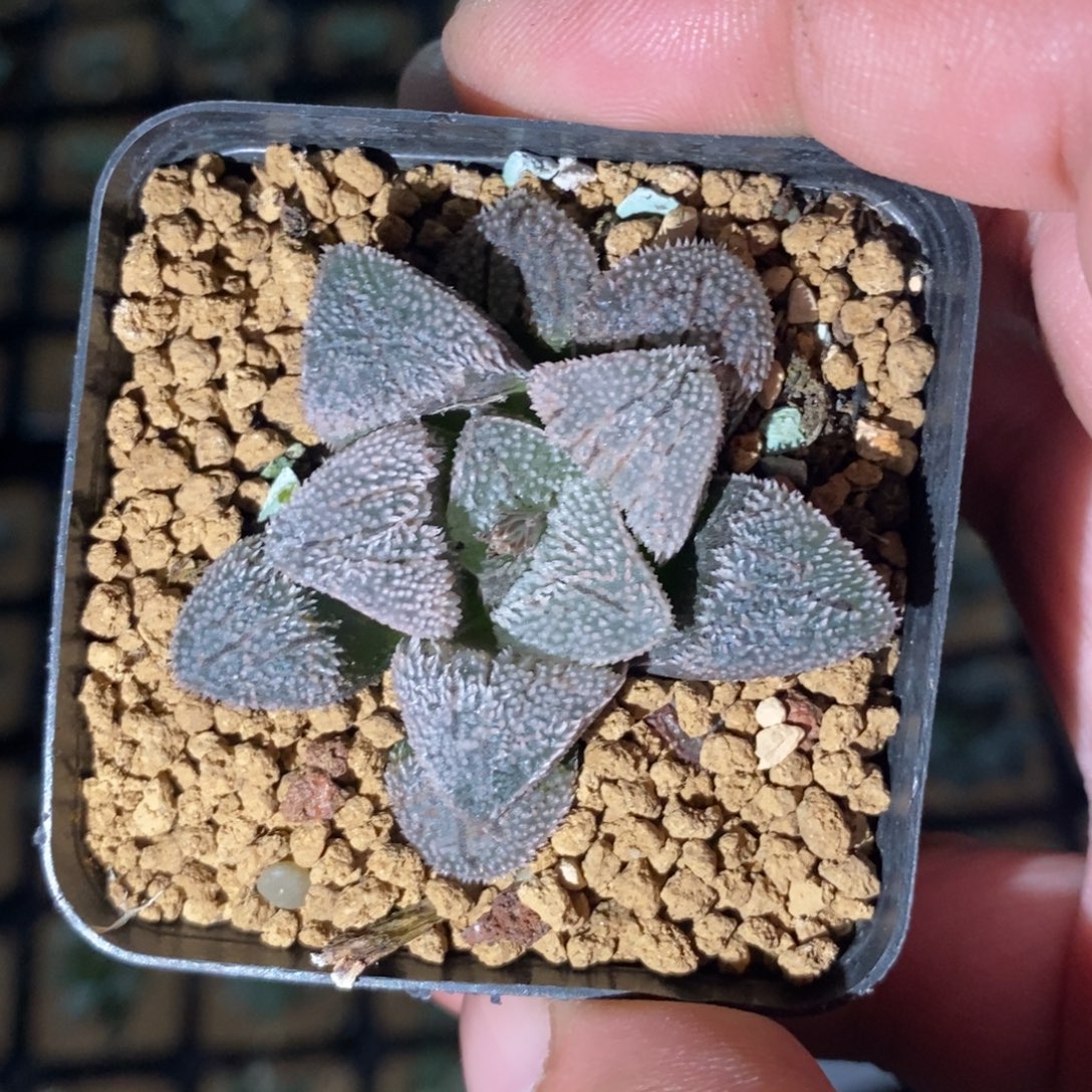 911 一颗粉雪磨面。 