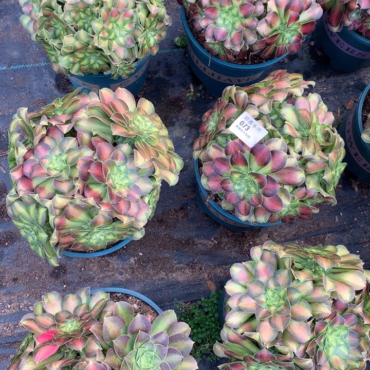 073韶华多肉植物