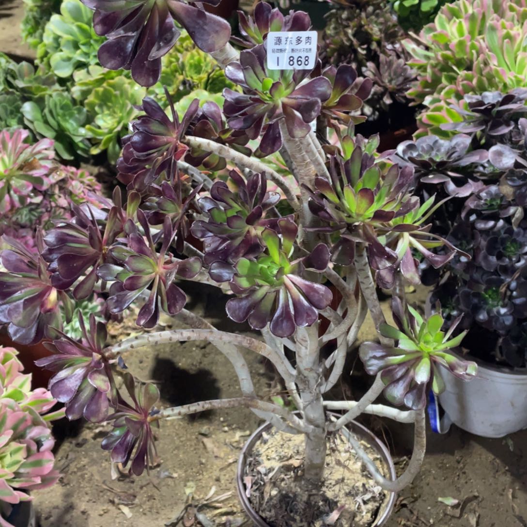 868黑法师多肉法师断枝不包