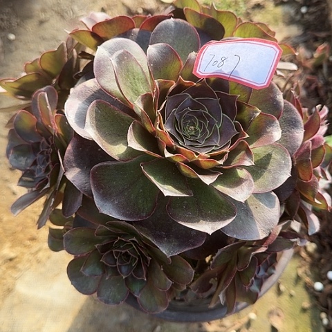 多肉植物美金玫瑰708