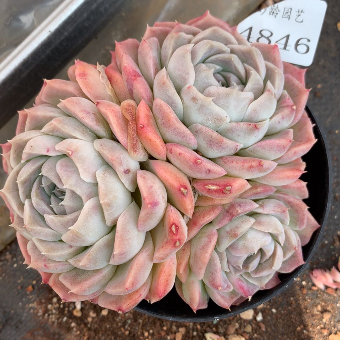 4846杂交多肉老桩