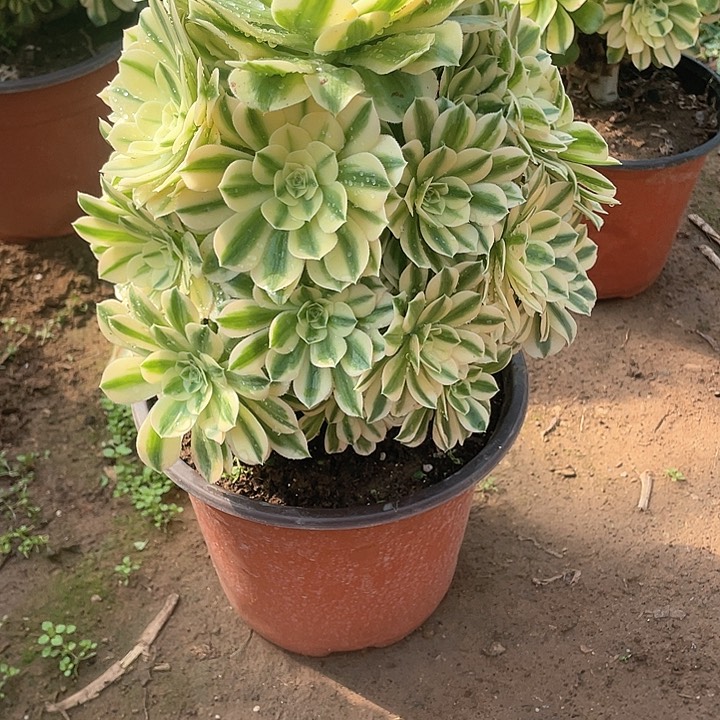 多肉法师多肉法师704