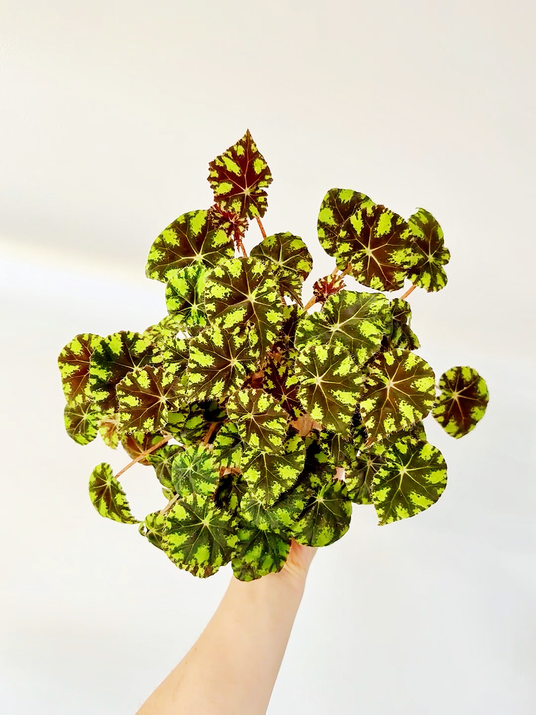 金蟾虎斑秋海棠好养办公室内桌面雨林缸景观叶净化空气植物盆栽