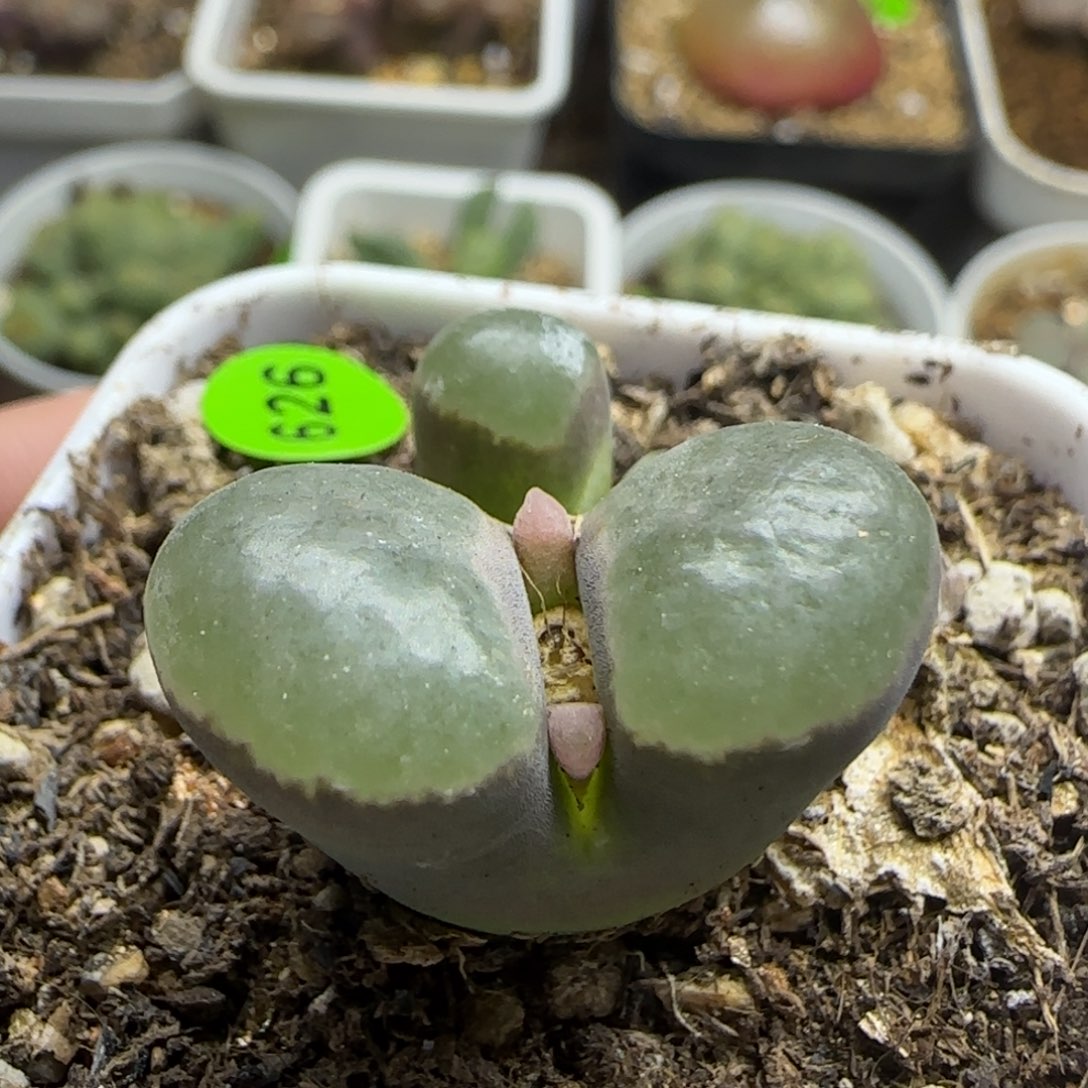 漂漂亮亮多肉植物626