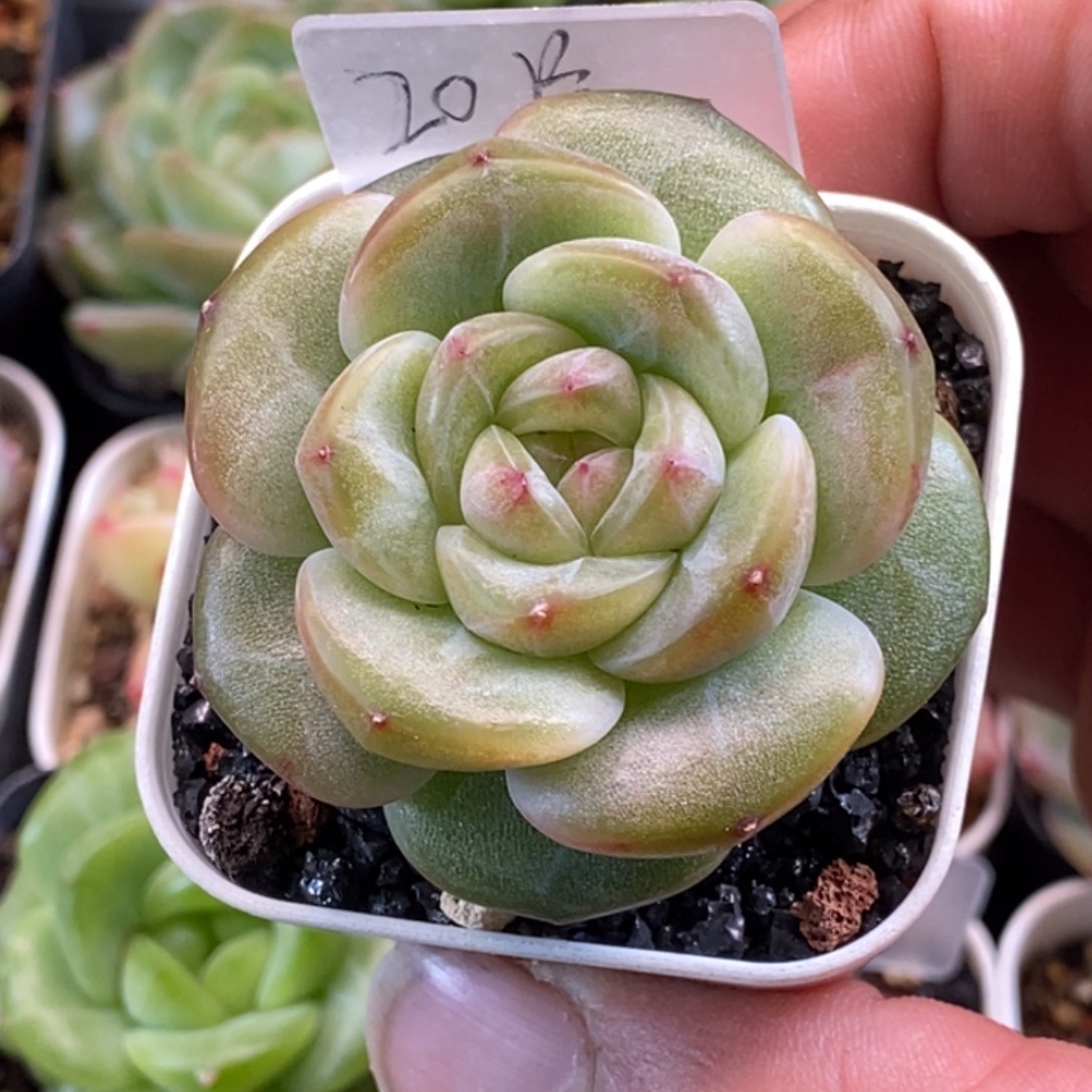 天官赐福百无禁忌