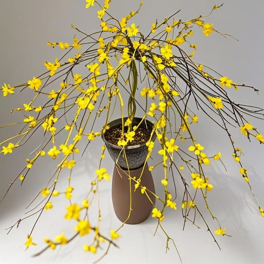 黄鑫万两棒棒糖造型迎春花垂吊创意编织美感十足易养护室内外可种