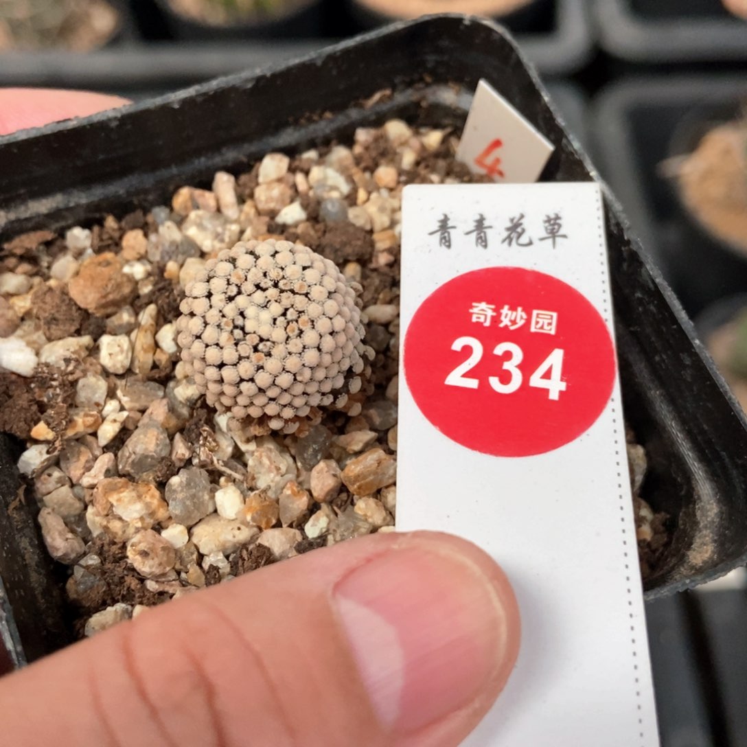 自根松针牡丹1.8cm