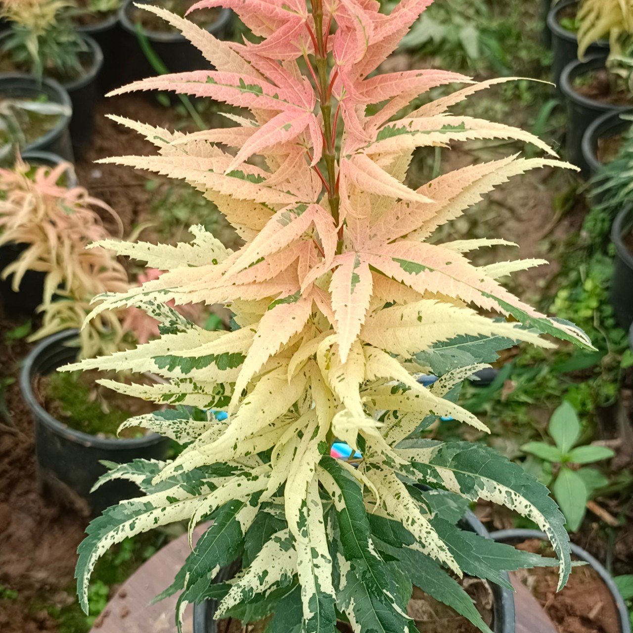 雪猫枫树单头，有造型！