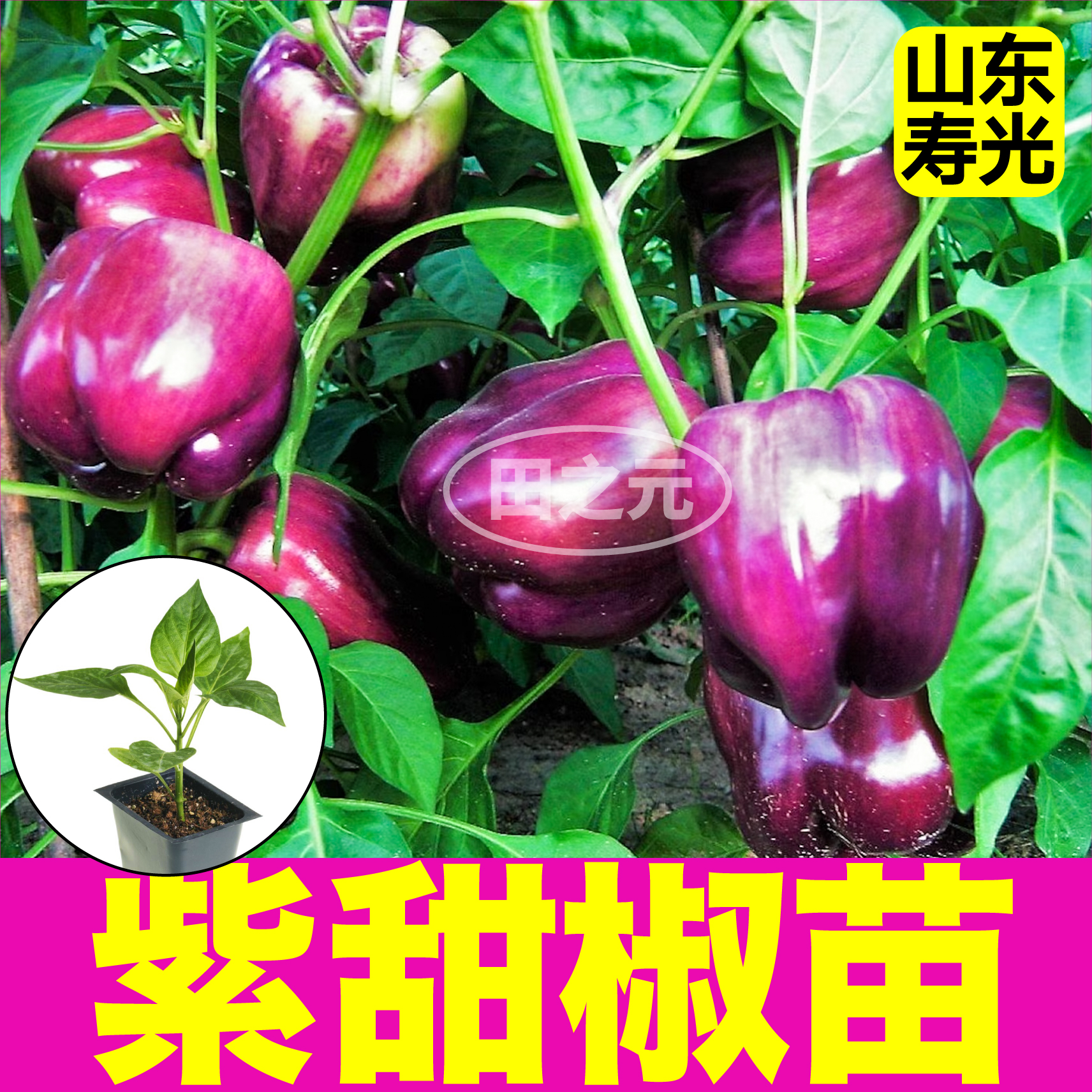 山东寿光大果紫甜椒苗秧带土五彩红黄绿紫方椒太空椒水果辣椒盆栽