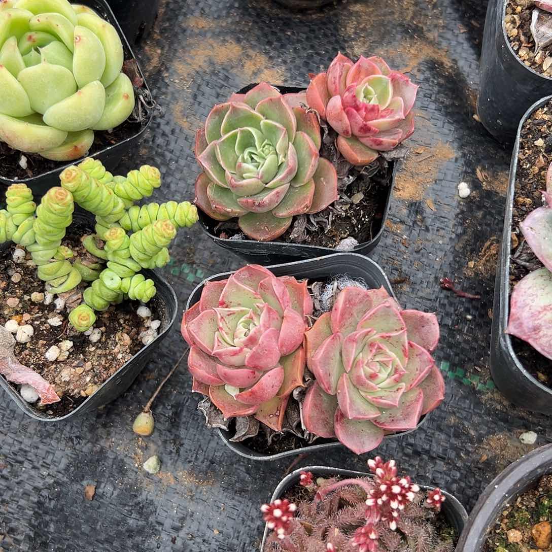 N****゛多肉植物多肉植物