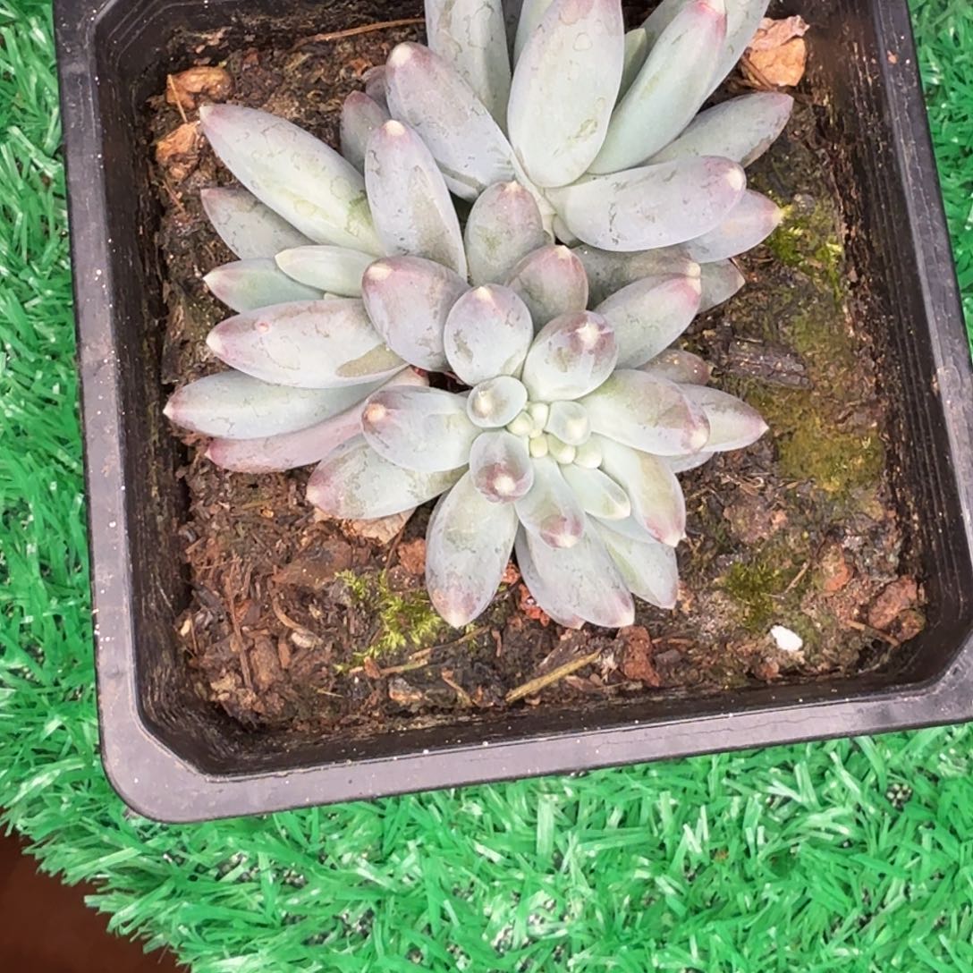 打***死松果缀化多肉植物