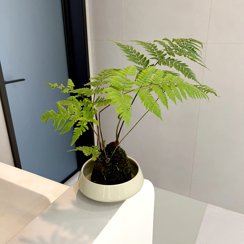 【喜阴】红磷蕨苔藓球水培一叶蕨植物盆栽室内净化空气吸甲醛绿植