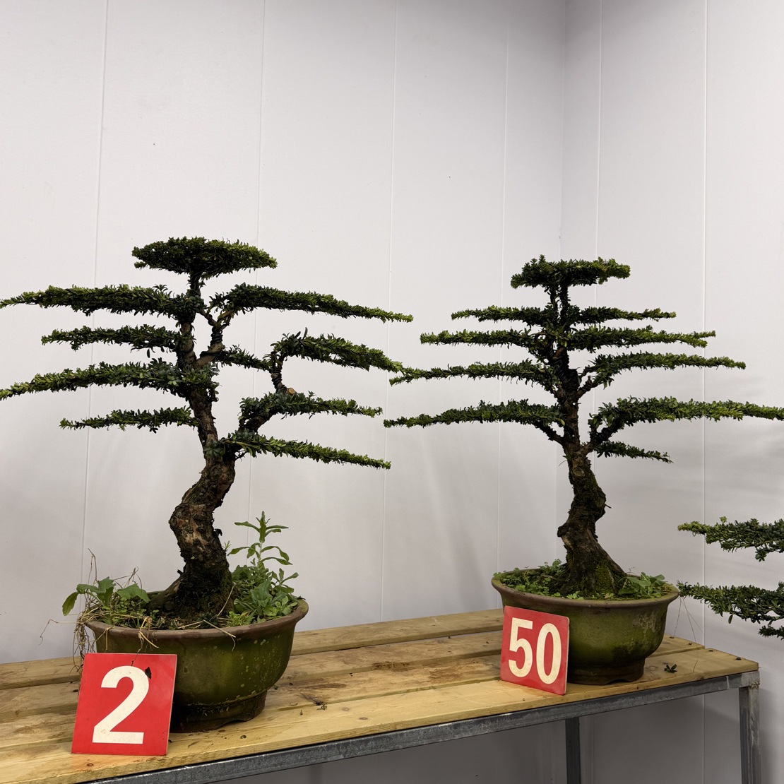 两棵老盆红芽罗汉松盆景 含盆高85/88冠幅80/90含盆包邮四季常青