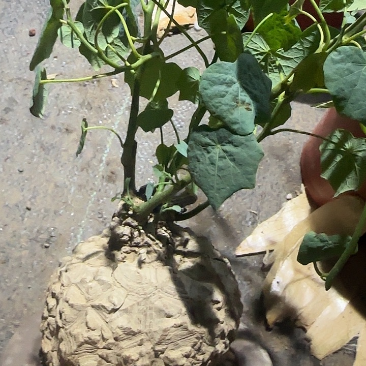 龙甲龟多肉植物多肉植物