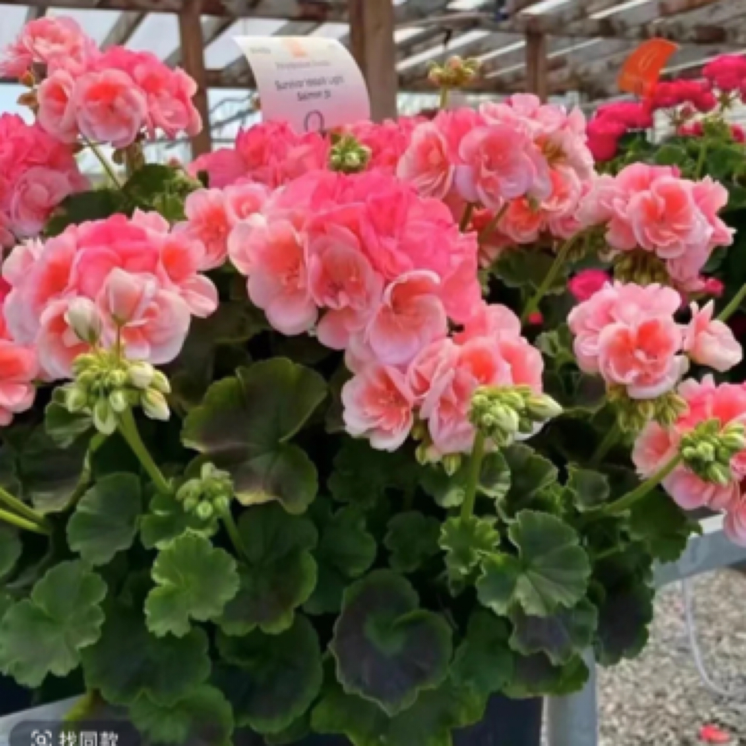 落日余晖  直立天竺葵包邮