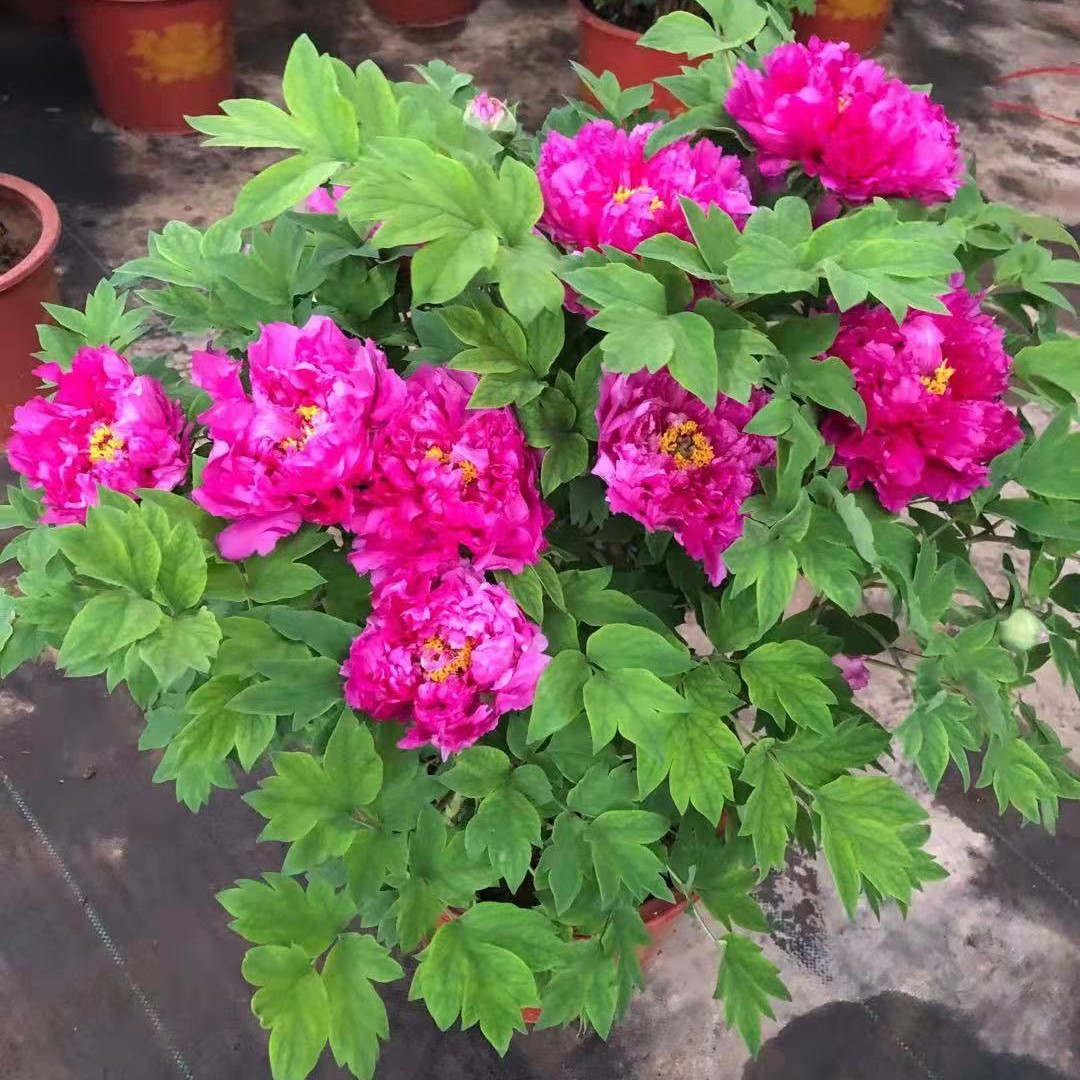 {洛阳红}洛阳重瓣观赏牡丹花大花绿植花卉盆栽耐寒好养
