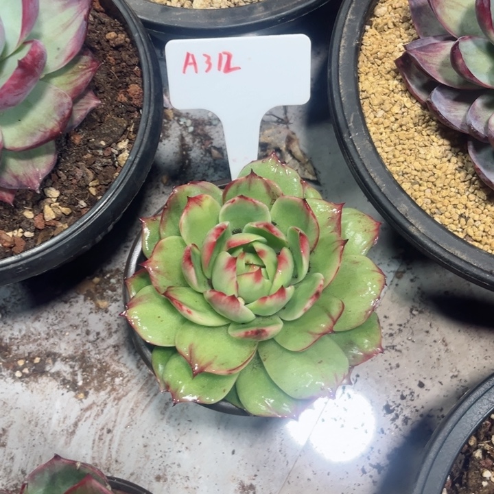 存***姐惊鸿仙子多肉植物A312