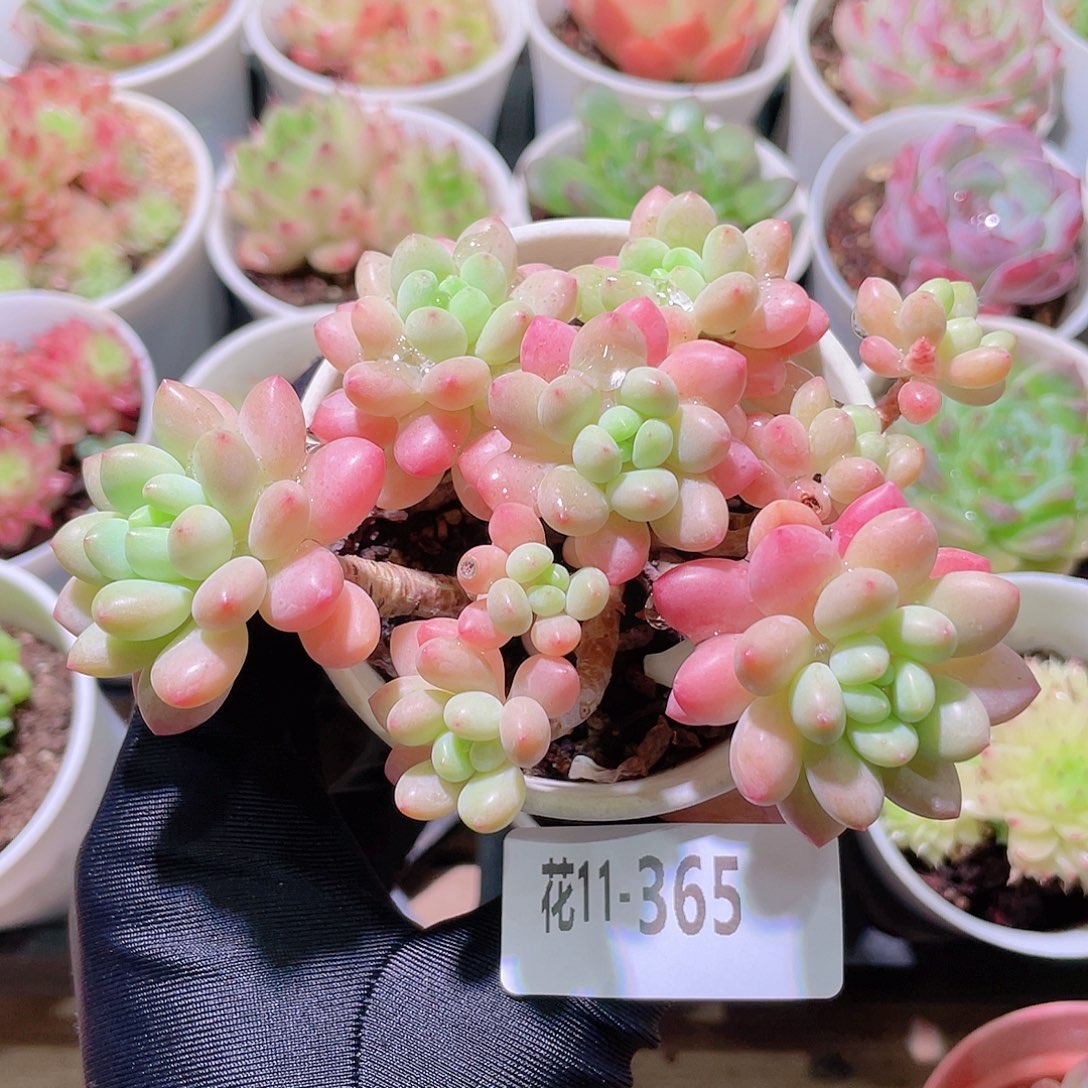 花利美11-365洛可可