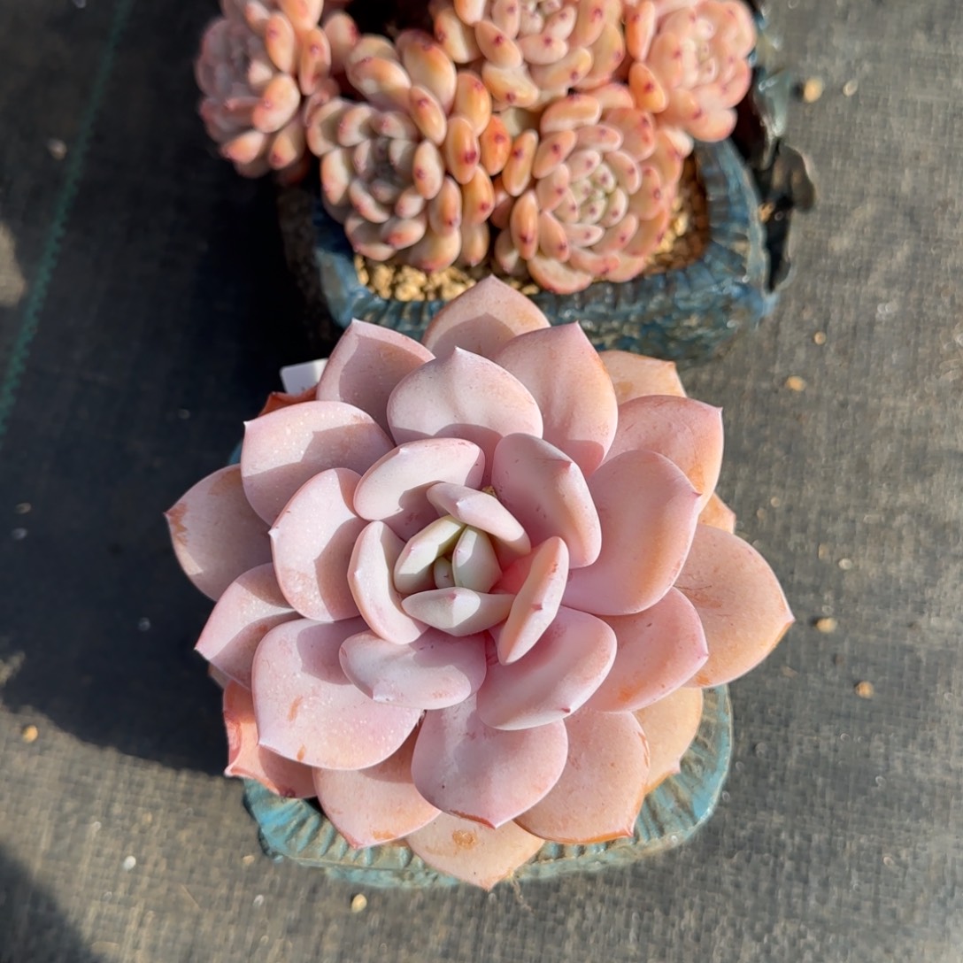 奶茶一物一拍解忧