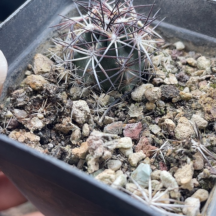 青虾实生一颗包邮