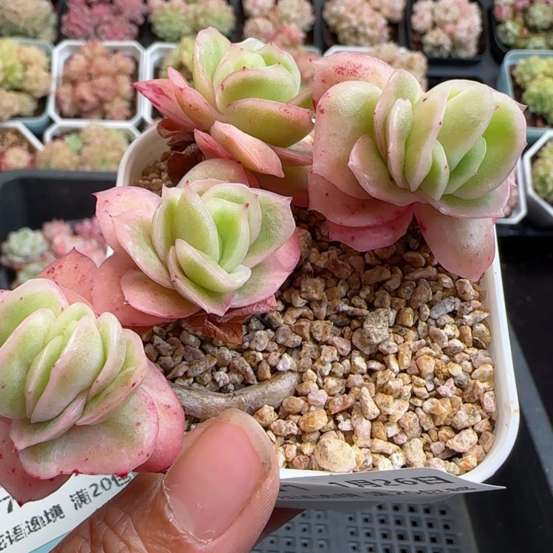 花语逸镜0126-371冰玫瑰锦