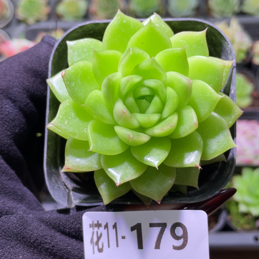 花利美11-179麦秆