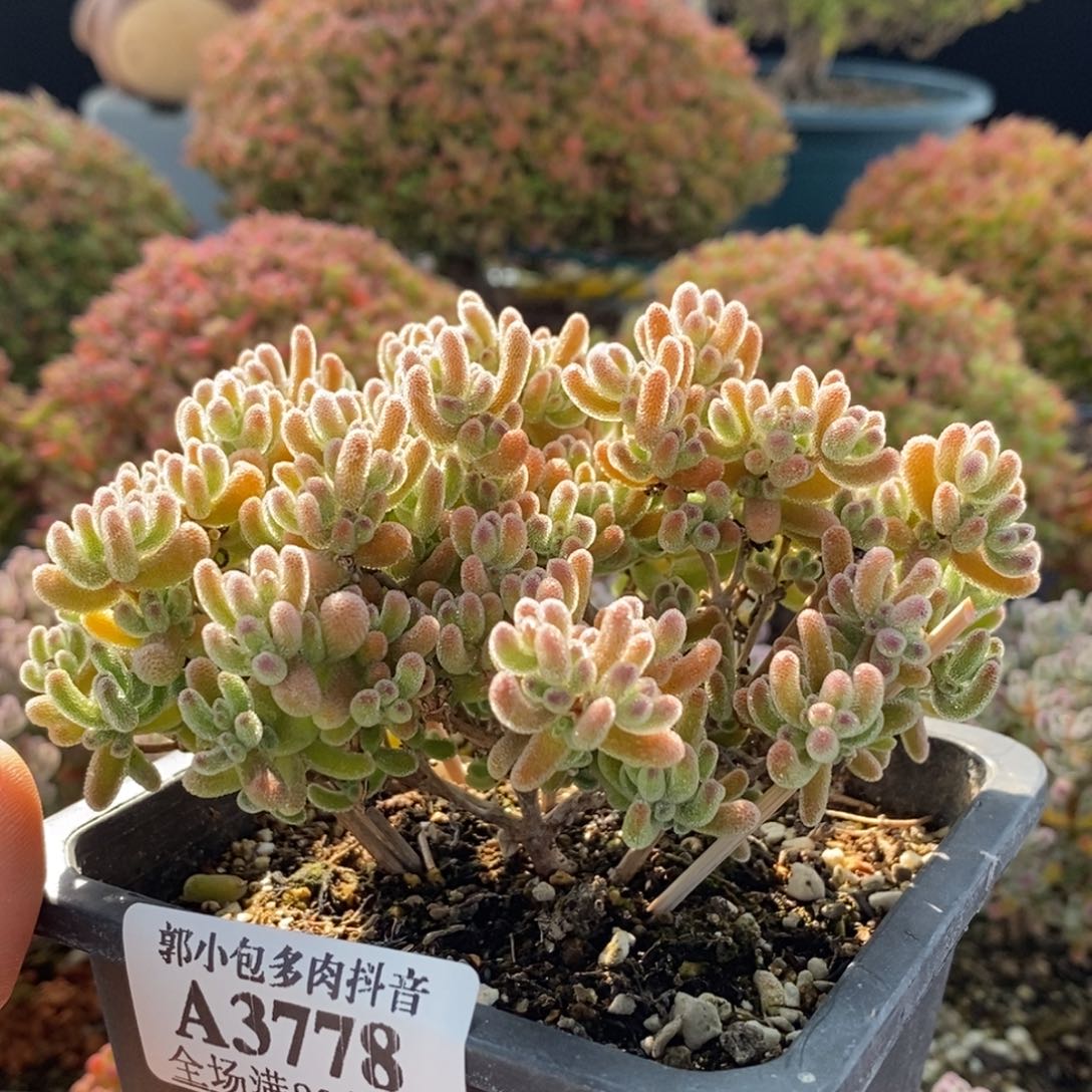 冰橙3778枝干番杏