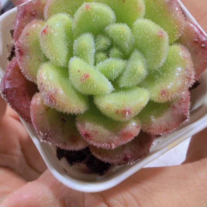 卡罗尔王炸一颗福利