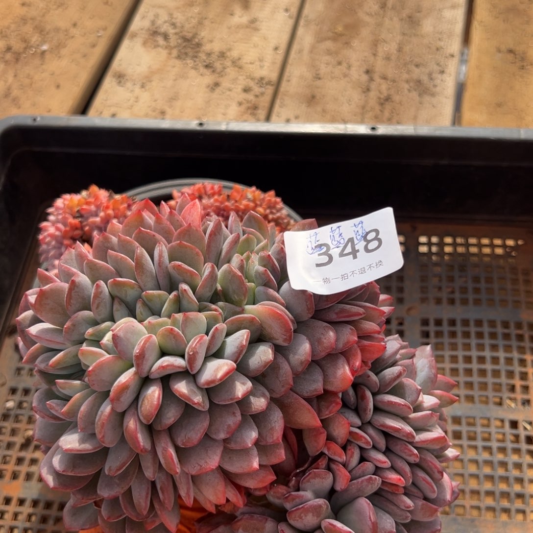 蓝***蓝348号我要真幽默juchumen