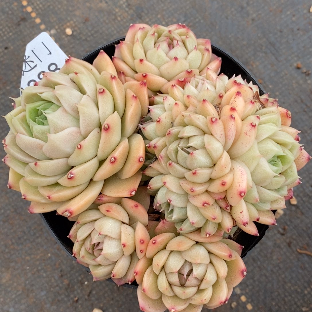 不包整散掉头4388