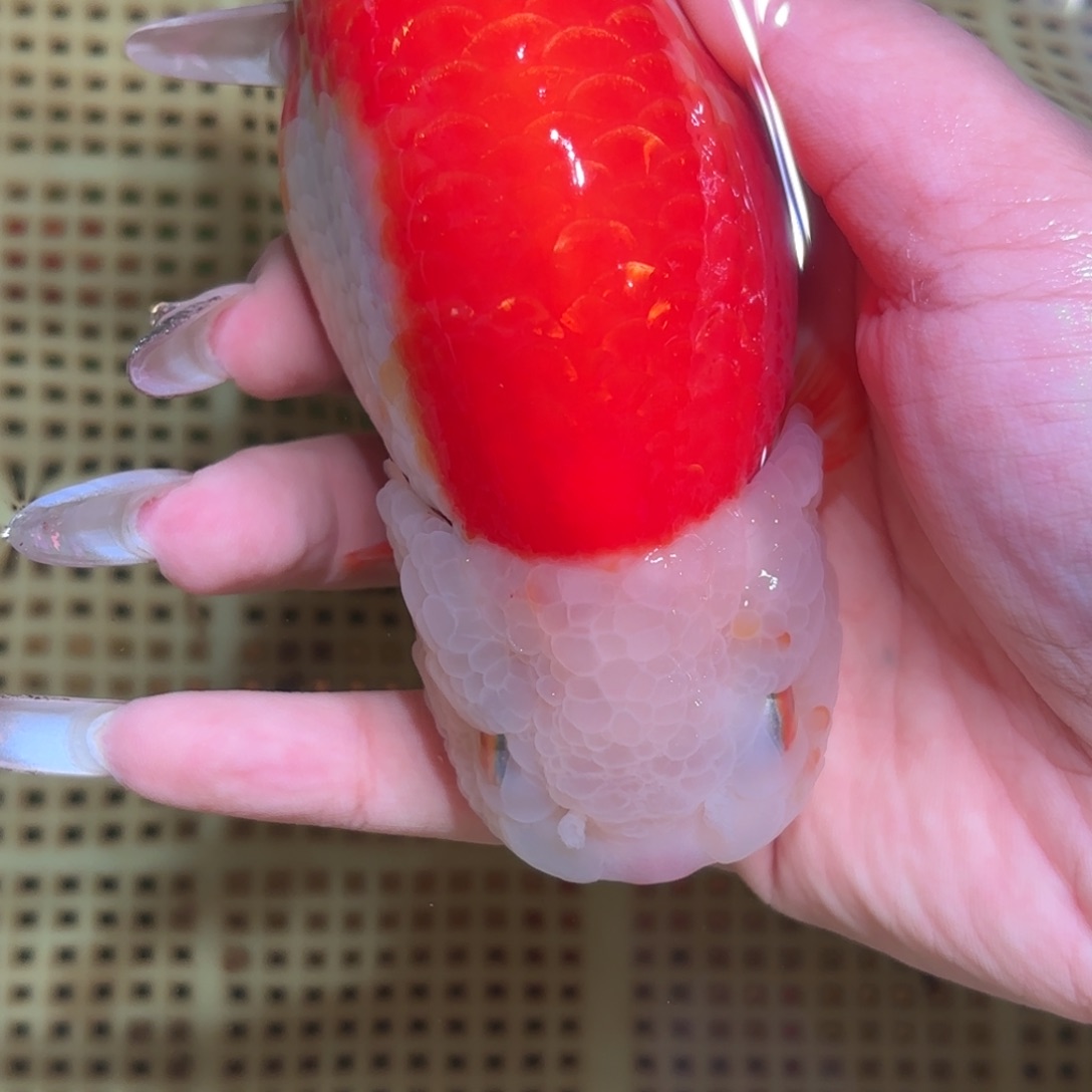 看***～金鱼拍包装包邮，不拍包装运费到付