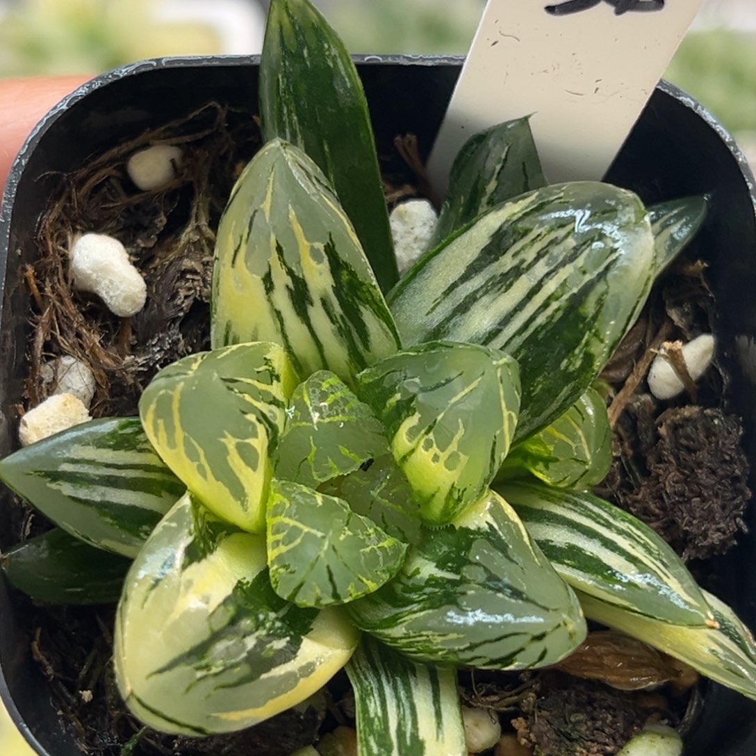 极上斑花水晶带仔福利专场