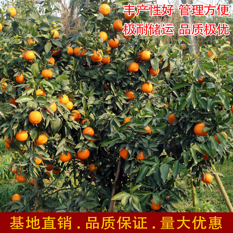 果之王【专用】柑橘苗嫁接苗基地树苗南北方种植果苗地栽盆栽直发