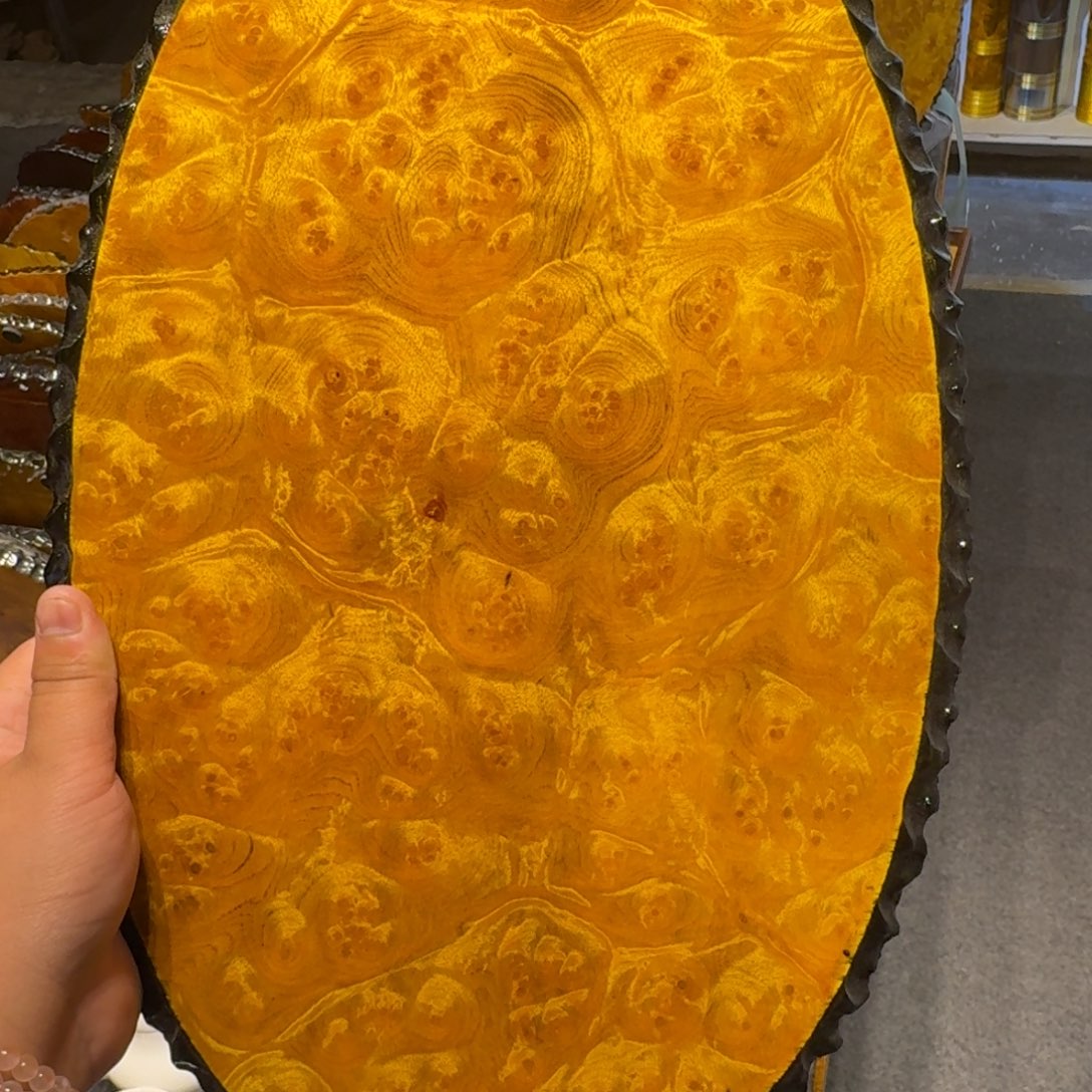 黄金樟222222222222222